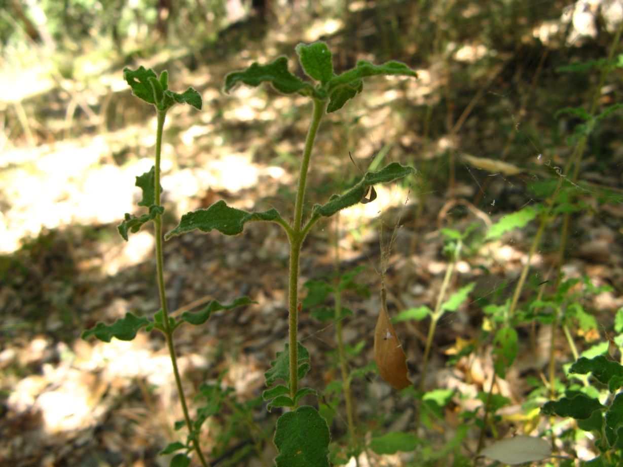 Cistus salvifolius / Cisto femmina